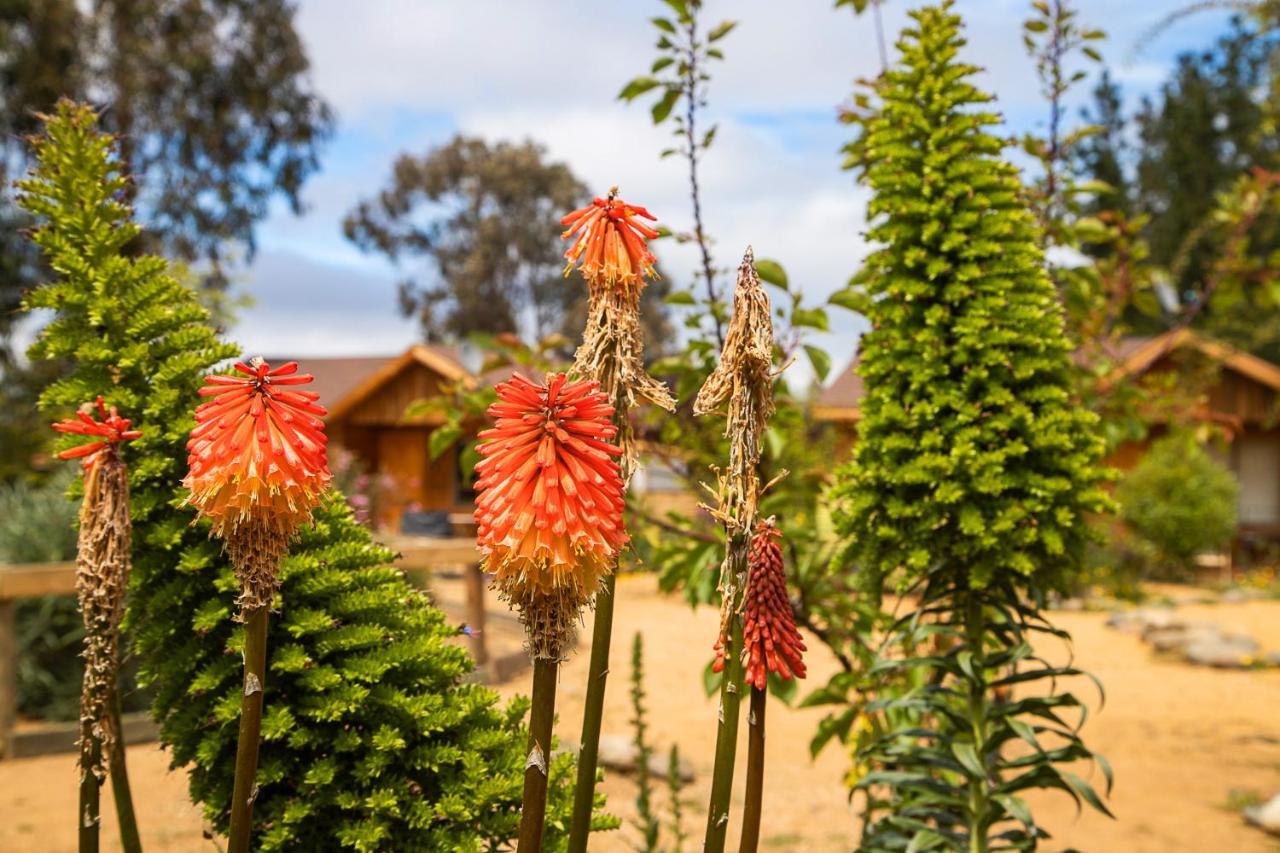 Cabana En Tunquen Con Parrilla, Fogon, Piscina Y Bosque Zewnętrze zdjęcie